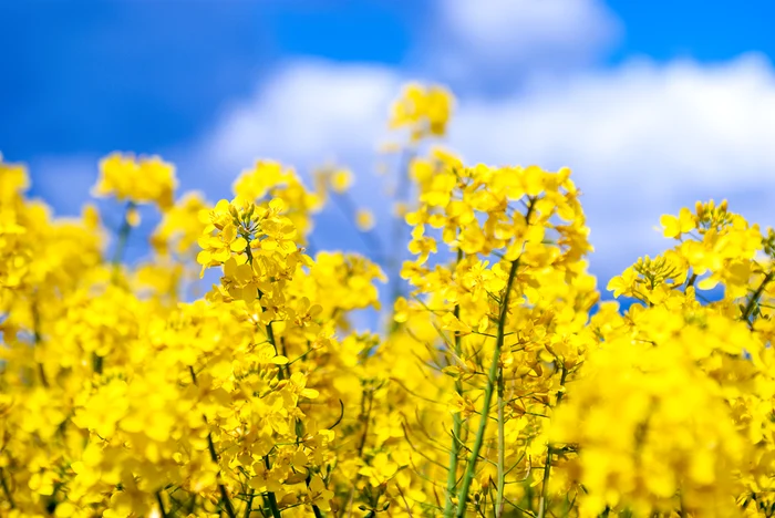 Factori esențiali tehnologiei de cultivare la rapița de toamnă