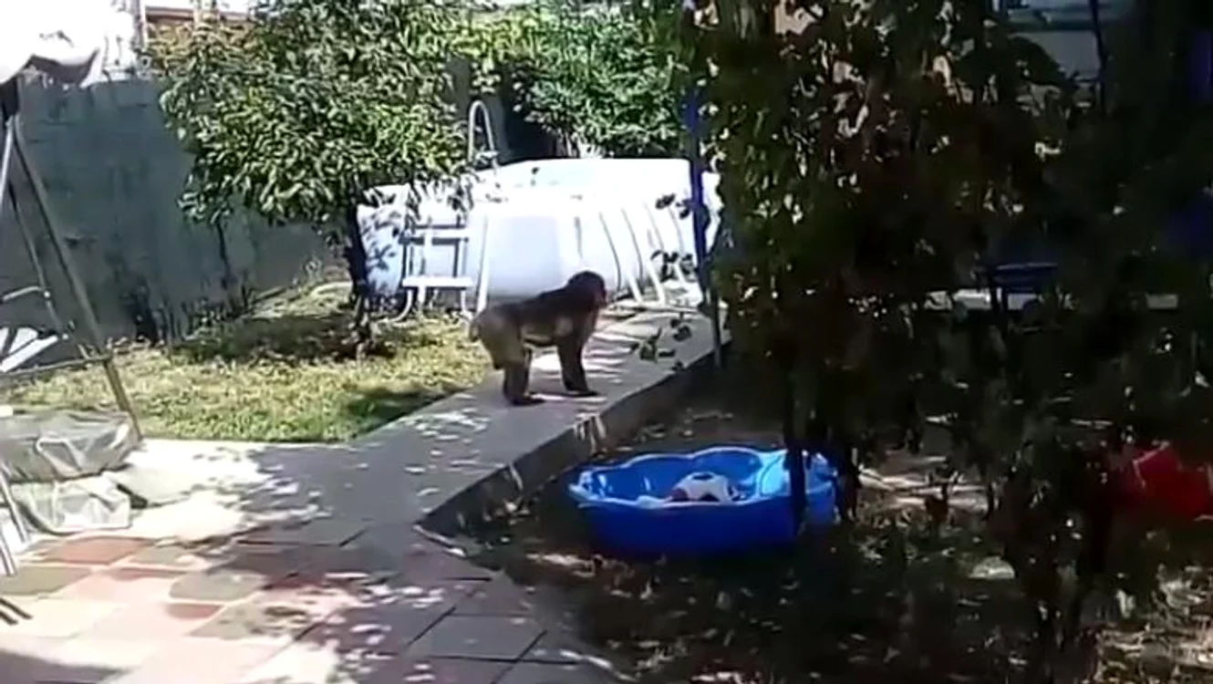 
    Babuinul este o maimuță foarte puternică și poate deveni agresivă dacă este speriatăSursa foto: adevarul.ro  