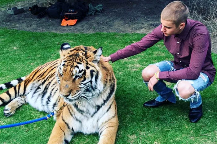 Starul s-a pozat cu un tigruFoto: Arhivă personală
