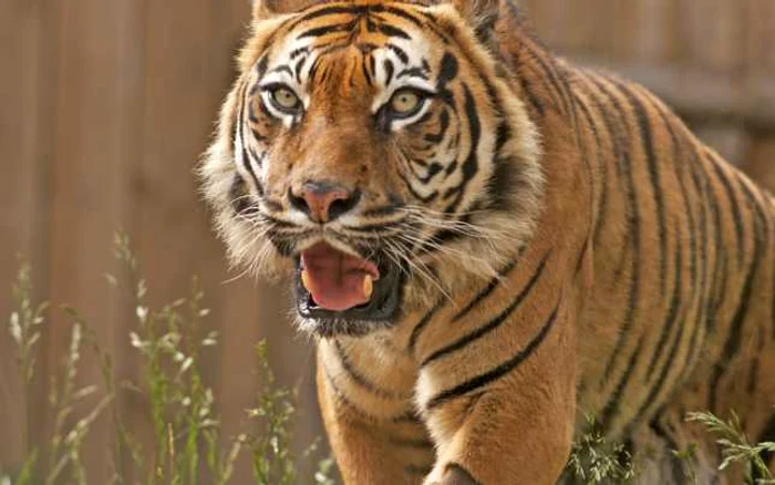 Angajată a unei grădini zoologice, atacată de un tigru, în timp ce curăţa cuşca animalului