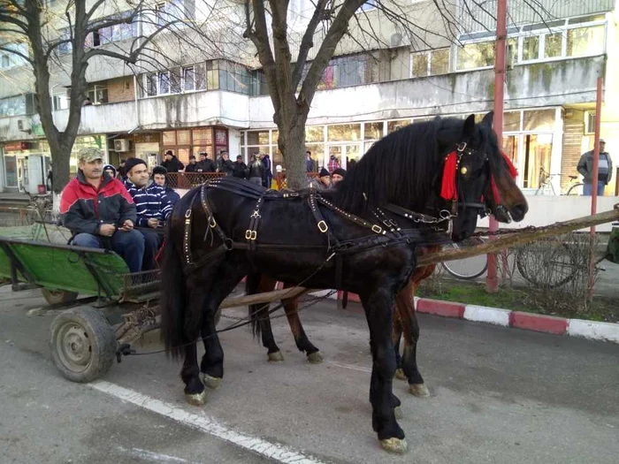 botezul cailor la zimnicea foto florina pop