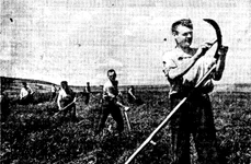 Recoltarea lucernei la ferma colectivă Lenin din raionul Orhei, RSS Moldovenească (© Wikimedia Commons)