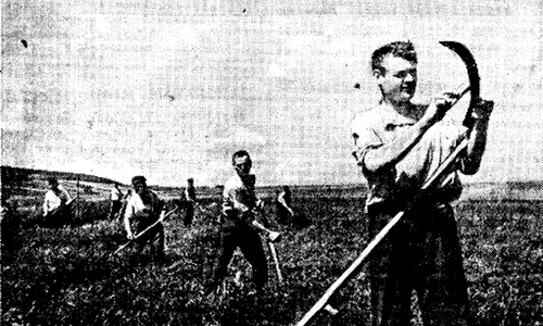 Recoltarea lucernei la ferma colectivă Lenin din raionul Orhei, RSS Moldovenească (© Wikimedia Commons)