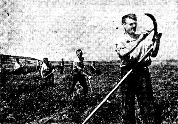 Recoltarea lucernei la ferma colectivă Lenin din raionul Orhei, RSS Moldovenească (© Wikimedia Commons)