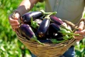 vinete, foto shutterstock jpg