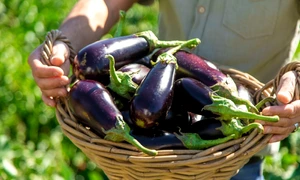 vinete, foto shutterstock jpg