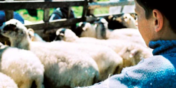 Copilărie, între şcoală şi stână