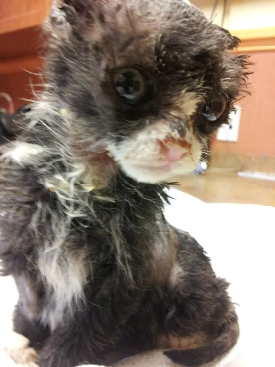 Justin (FOTO CATERS)