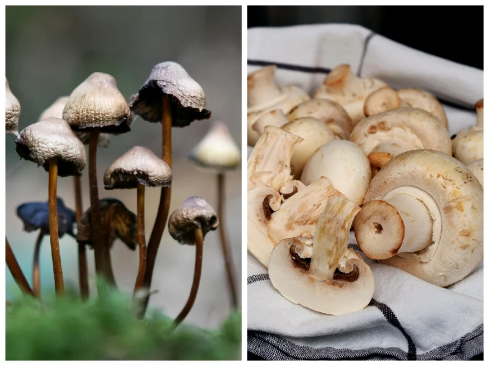 Ciupecile halucinogene au fost înlocuite cu Champignon de la supermarket. Foto Pixabay