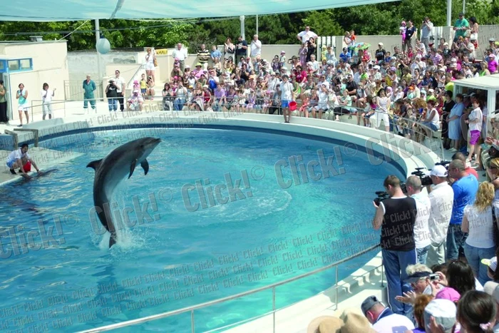Iunie 2010 - Delfinii, în formă de zile mari