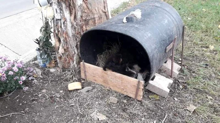 Localnicii i-au făcut un coteț improvizat