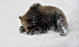 pui de urs shutterstock 1282164934 0 jpeg