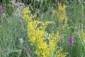 Se culeg flori de sânziene, plante de leac renumite pentru puterile lor tămăduitoare  jpeg