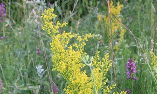 Se culeg flori de sânziene, plante de leac renumite pentru puterile lor tămăduitoare  jpeg
