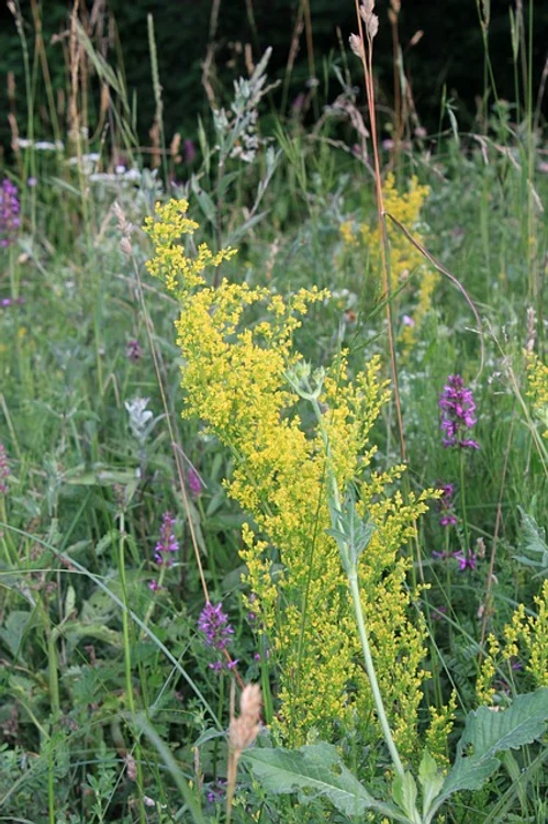 Se culeg flori de sânziene, plante de leac renumite pentru puterile lor tămăduitoare.