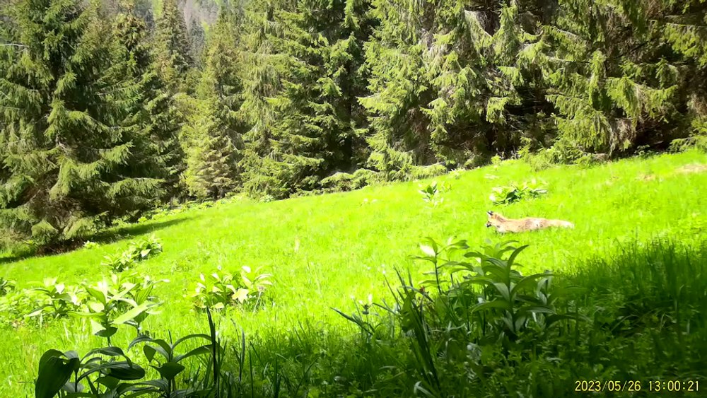 „Coana vulpe” în căutarea prăzii, filmată într-o poiană din Apuseni. Curiozități despre acest animal sălbatic VIDEO