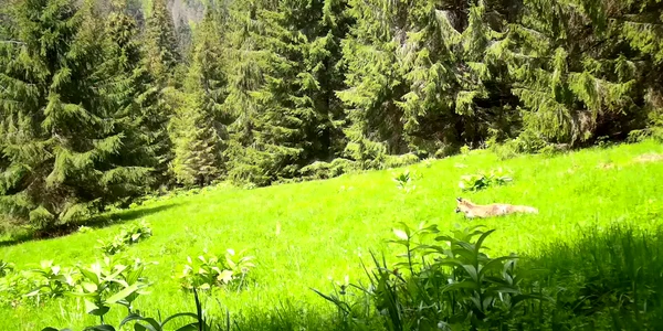 vulpe apuseni mp4 thumbnail png