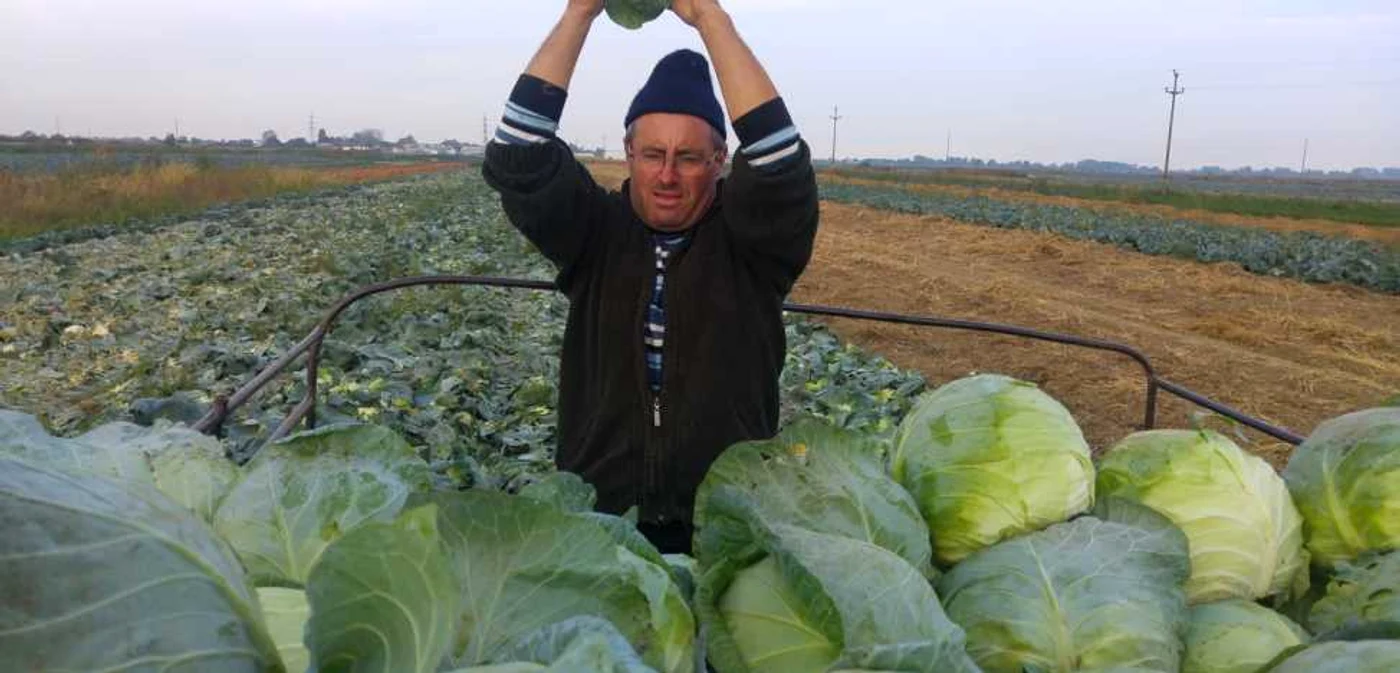 varza lunguletu