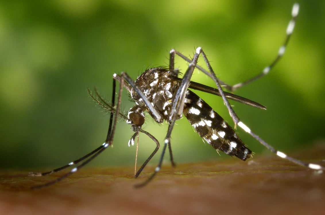 Primul caz de virus West Nile confirmat la Iași. FOTO: Arhivă 