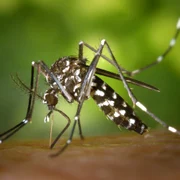 west nile jpg