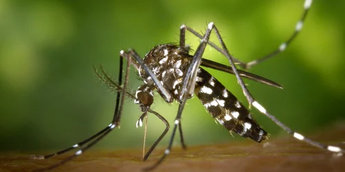 west nile jpg