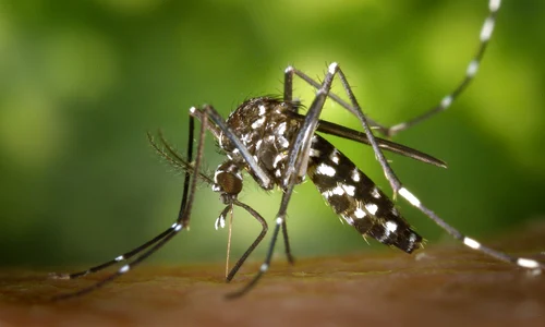 west nile jpg