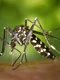 west nile jpg