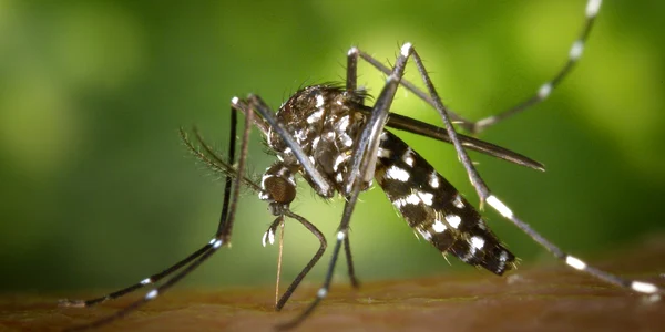 west nile jpg
