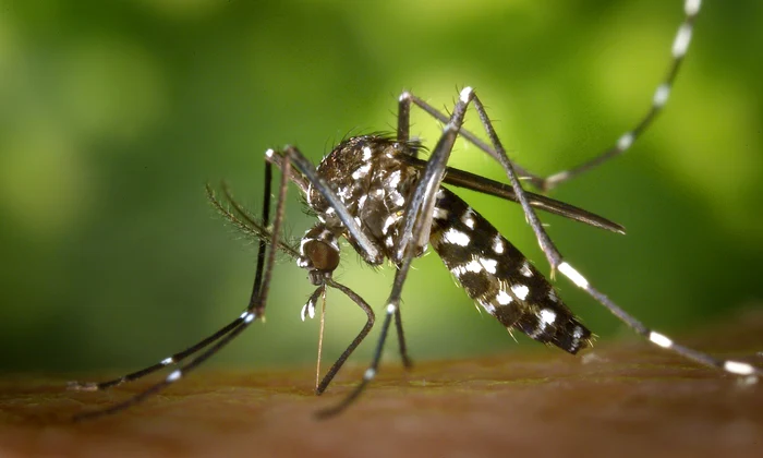 west nile jpg