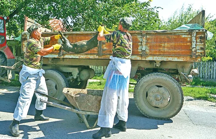 Pesta africană a băgat spaima în ţărani