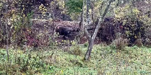 urs apuseni1 mp4 thumbnail png