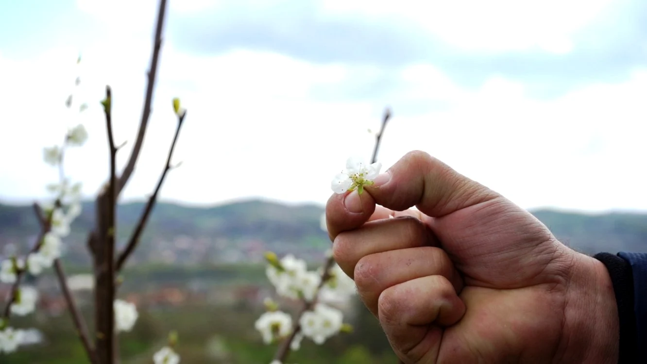 Fructele din Voineşti