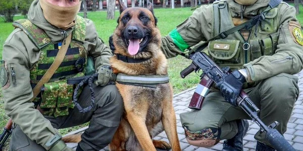 Un ciobanesc belgian abandonat de ruşi în Nikolaev îi ajută acum pe soldaţii ucraineni foto twitter