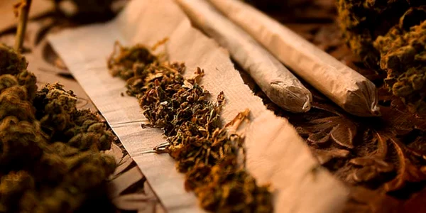 cannabis perchezitii