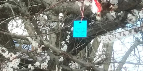 Mărţişor electoral cu îndemn la vot - Hai la vot! într-un copac din parcul Tăbăcărie din Constanţa Sursa D. 