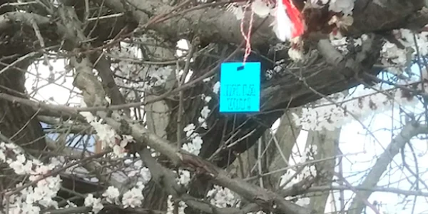 Mărţişor electoral cu îndemn la vot - Hai la vot! într-un copac din parcul Tăbăcărie din Constanţa Sursa D. 