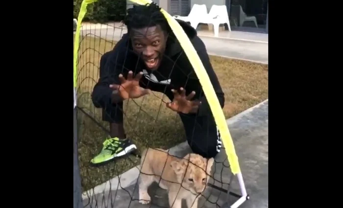 Gomis s-a atașat rapid de puiul de leuFoto: Twitter/Gomis