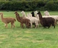 3 alpaca 1803018547 jpg jpeg