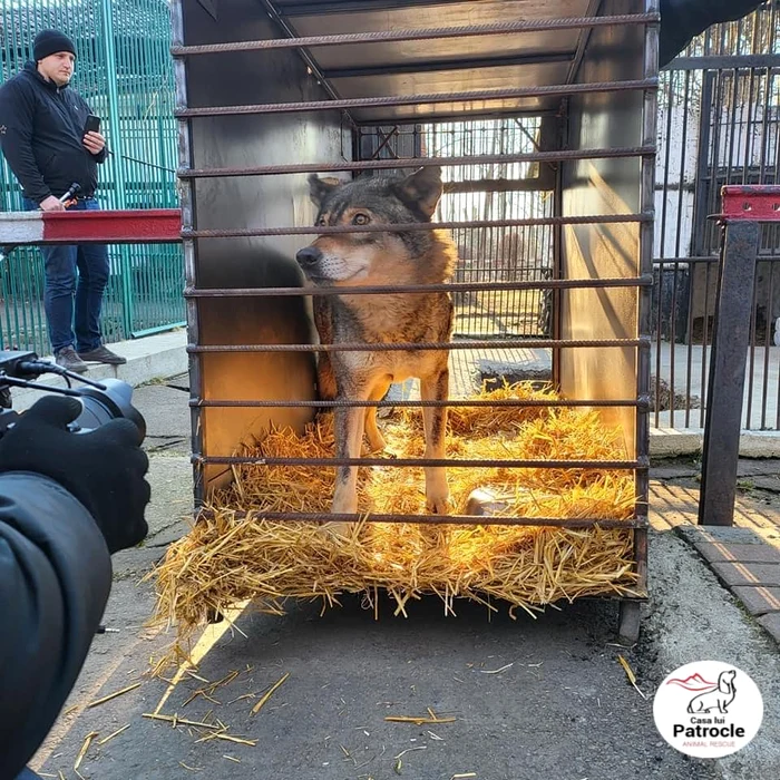 Lupoaica Wally are 12 ani FOTO: Asociația Casa lui Patrocle / Facebook