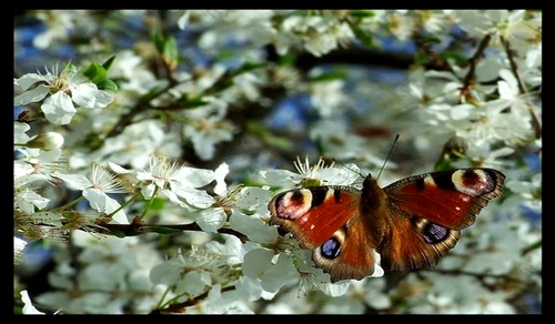 Un fluture preîntâmpină copacii înfloriţi  jpeg