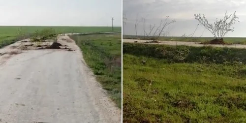 Drumul Cobadin - Conacu platat cu copaci