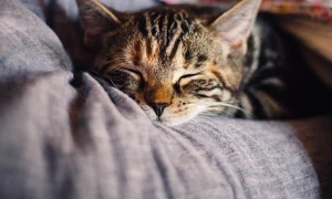 cat 4189697 1280 jpg