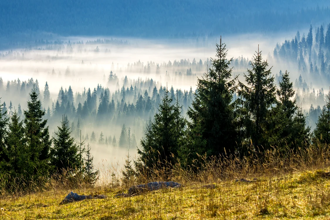 Soluțiile pentru salvare sunt multe, doar acțiunile puține. FOTO: Shutterstock