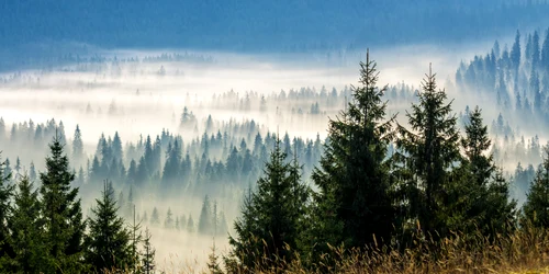 padure shutterstock 324540386 (1) jpeg