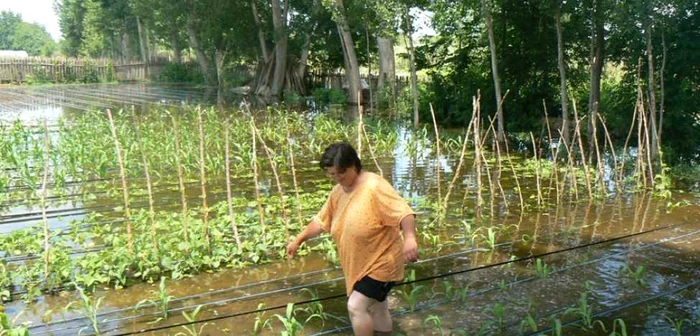 De peste o săptămână, câteva grădini din comuna Gârcov se află sub apele Dunării...