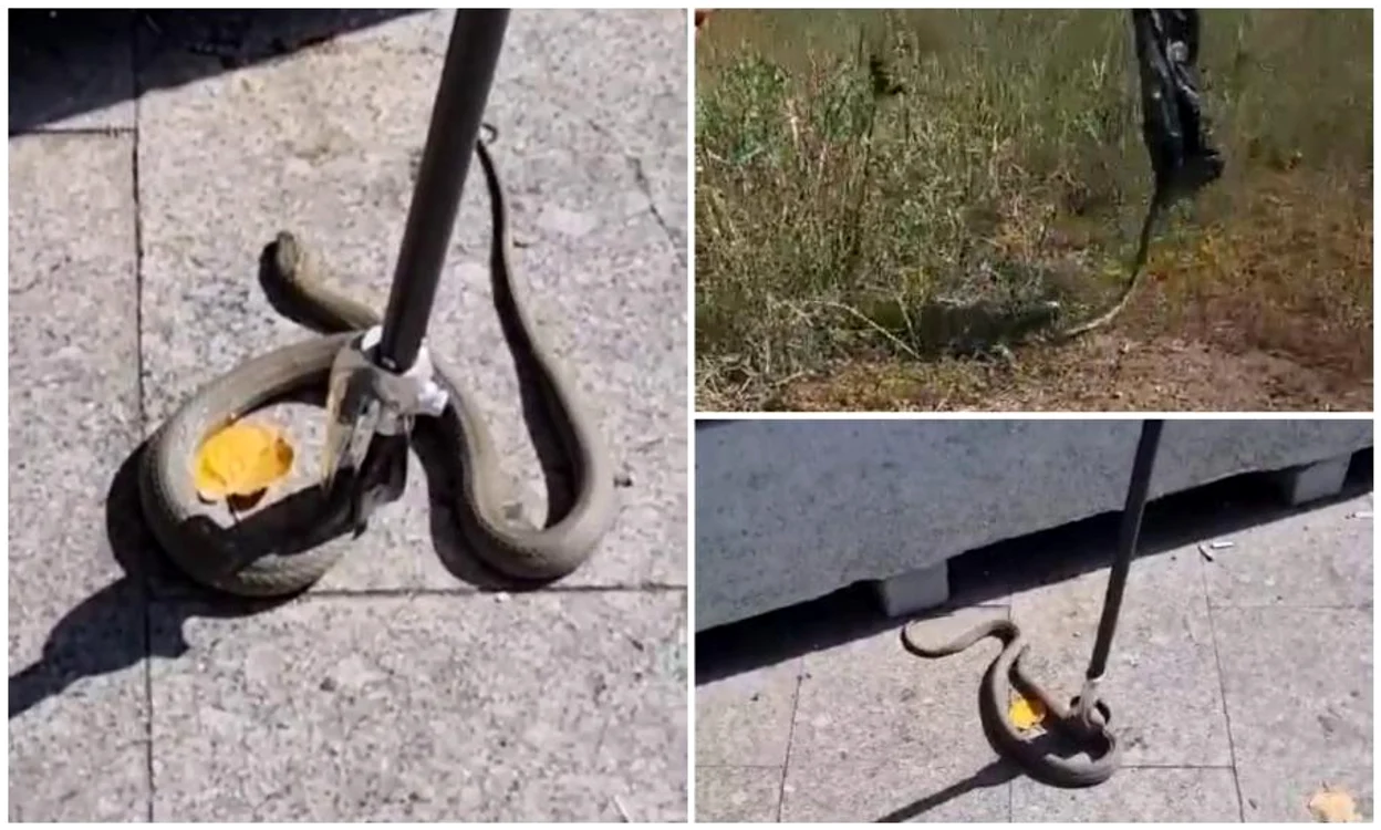 Jandarmii ajunși la fața locului au prins reptila / foto: Observator News 