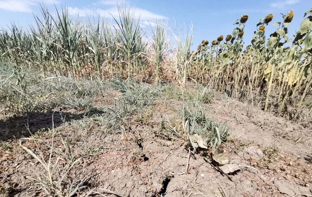 Aşa arată suprafeţele cultivate în partea de sud a ţării. Foto: adevarul.ro