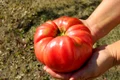 Rosii jpg