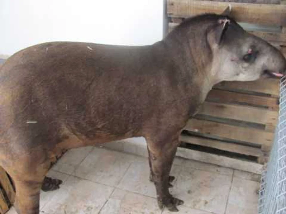 Tapir la grădina zoo din Timişoara