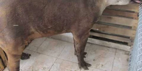 Tapir la grădina zoo din Timişoara